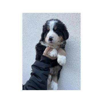 Bernski planinski pas 