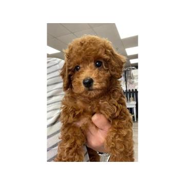 Crvena pudla- musko stene