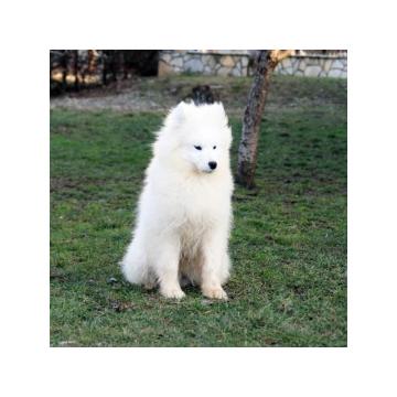 Samojed