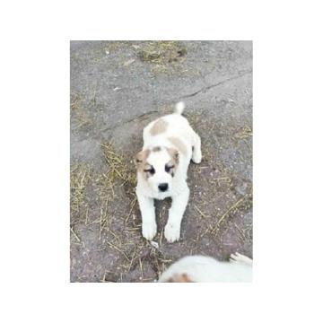 Srednjeazijski ovčar  