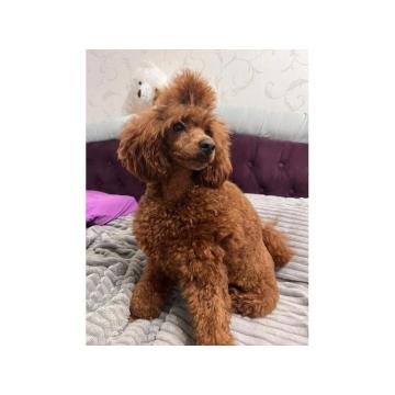 Pudla crvena / mužjak za parenje 