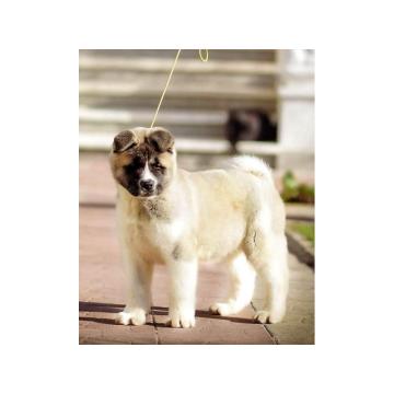 Americka akita, izuzetno musko stene 