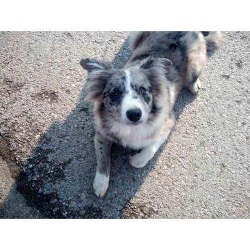 Na prodaju stenci Border collie vakcinisani i revakcinisani