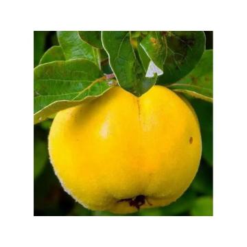 Sadnice dunje prodaja