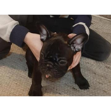 Francuski buldog, dve zenke  