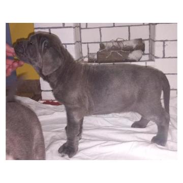 Napuljski Mastif, stenci