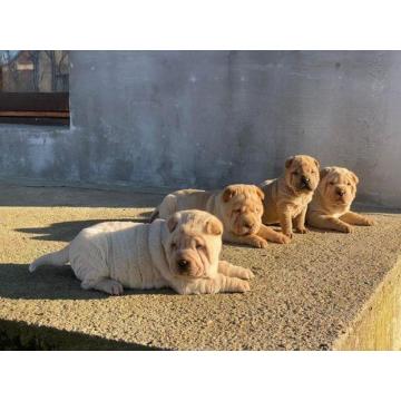 Shar Pei stenci 
