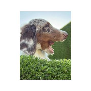 Dugodlaki jazavičar 