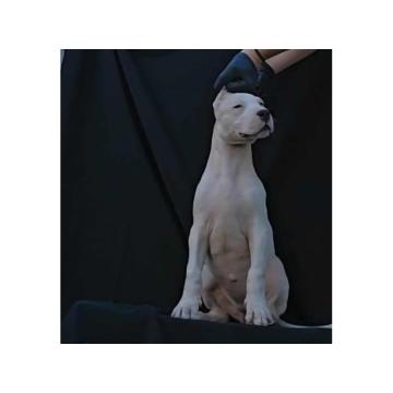 Dogo Argentino ženke 
