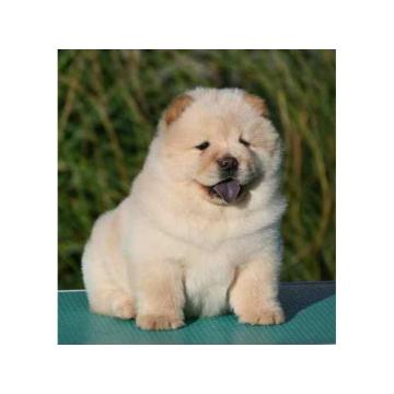 Chow Chow Cau Cau Čau Čau