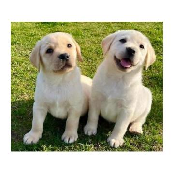 Labrador retriver štenci vrhunske krvne linije 