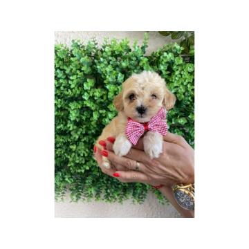 Maltipoo štenci
