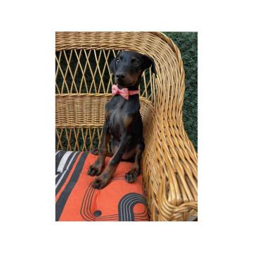 Doberman štenci