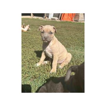 AMERIČKI PIT BUL štenci 