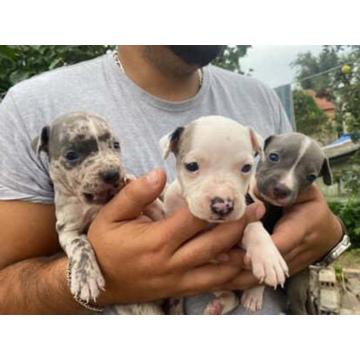 Pitbull Merle x Bluenose stenci  