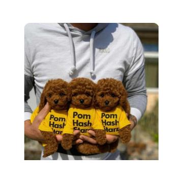 Najmanje pudle, od najlepsih roditelja u Evropi 