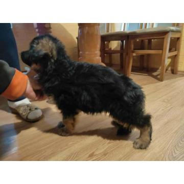 Nemački ovčar – štenci na prodaju  