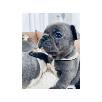 Plavi i merle egzoticni francuski buldozi