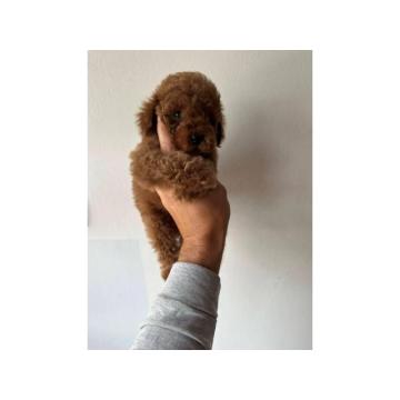 Crvene i aprikot mini patuljaste pudle