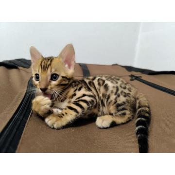 Bengalske macke, bengalsko mace 