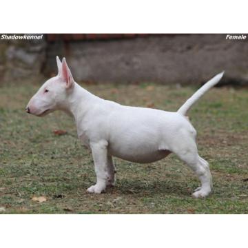 Na prodaju štenci Mini Bul Terijera 