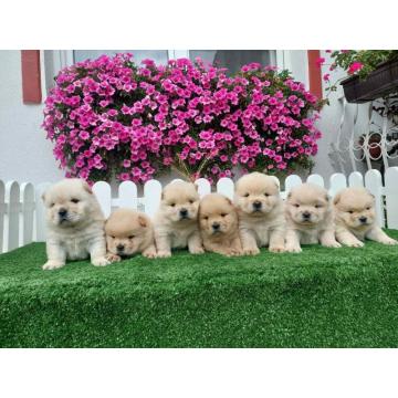 Chow Chow cau cau stenci