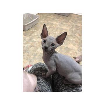 Мачићи сфинкс