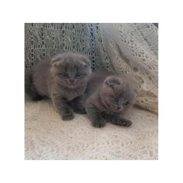 ! ОСТАЛО ЈОШ 3! ПРЕЛЕПИ ШКОТСКИ ФОЛДОВИ НА ПРОДАЈУ