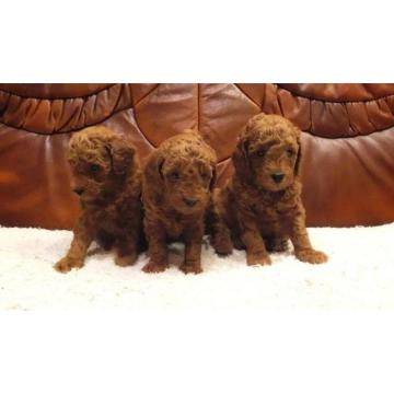 Crvena mini patuljasta pudla 