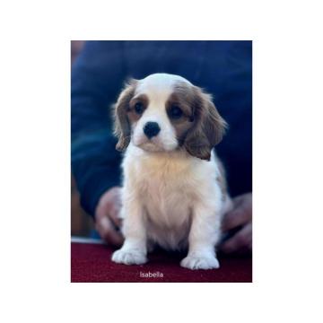 Štenad kavalira iz Malog Zmaja  