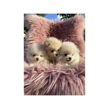 Dostupni prelepi štenci pomeranaca