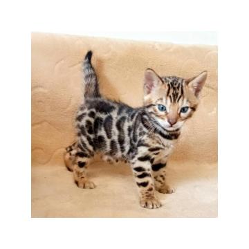 MMaestro_bengal mački