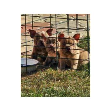 American Bully pocket i egzotic u lilac i coko boji 