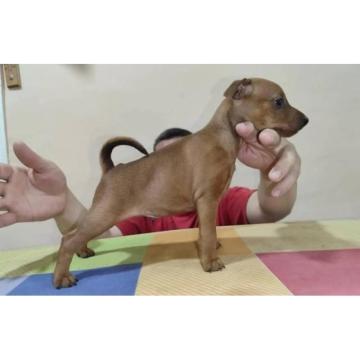 Patuljasti pinč štenci