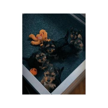 Štenci jorki terijera 