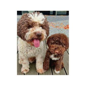 Novo leglo Lagotto romangolo  