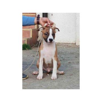 Američki Stafordski terijer štenci