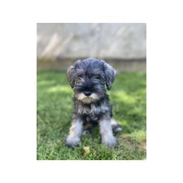 Patuljasti snauceri u ponudi