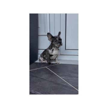 Zenka francuskog buldoga