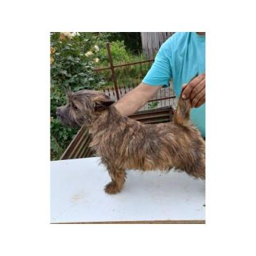 Kern terijer štenci