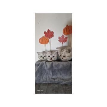 Britanske kratkodlake