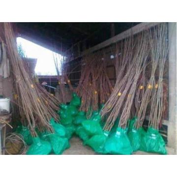 Razne sadnice iz rasadnika NASTIĆ Dragana 