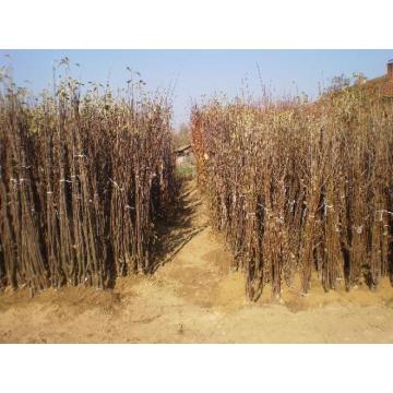 RASADNIK NASTIC SAŠE prodaja voćnih sadnica  