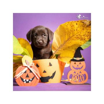 Štenci Labrador retrivera na prodaju!   