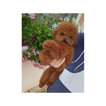 Najmanje pudle, od najlepsih roditelja u Evropi 