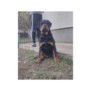 Rotvajler, vrhunsko leglo