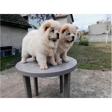 Na prodaju dva mužjaka chow chow stari tri meseca 