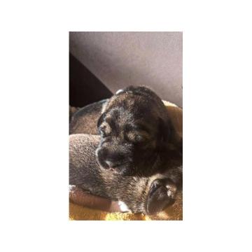 Srednji šnaucer, štenci