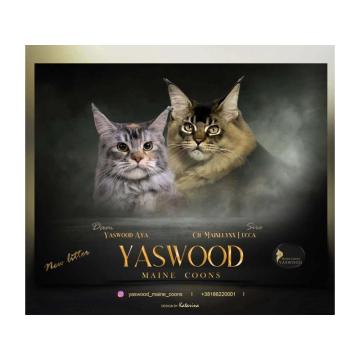 Maine Coon / Mejn Kun macici  