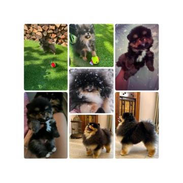 Pomeranci boo – najlepši mini medvedići